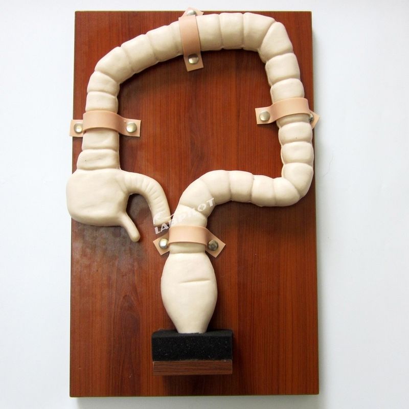 Treinamento Sigmoidoscópio Humano com Vivid Large Intestine Model e Life Size Simulator