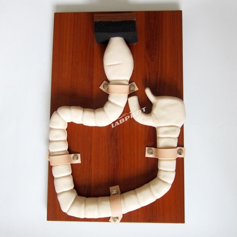 Modelo de anatomia do reto e do cólon PVC avançado Simulador de endoscopia intestinal de tamanho humano