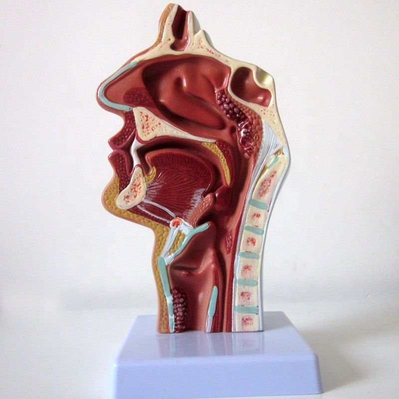 Modelo do Sistema Respiratório Altamente Respiratório Cavidade Nasal Cavidade Oral Patologia da Garganta e da Faringe