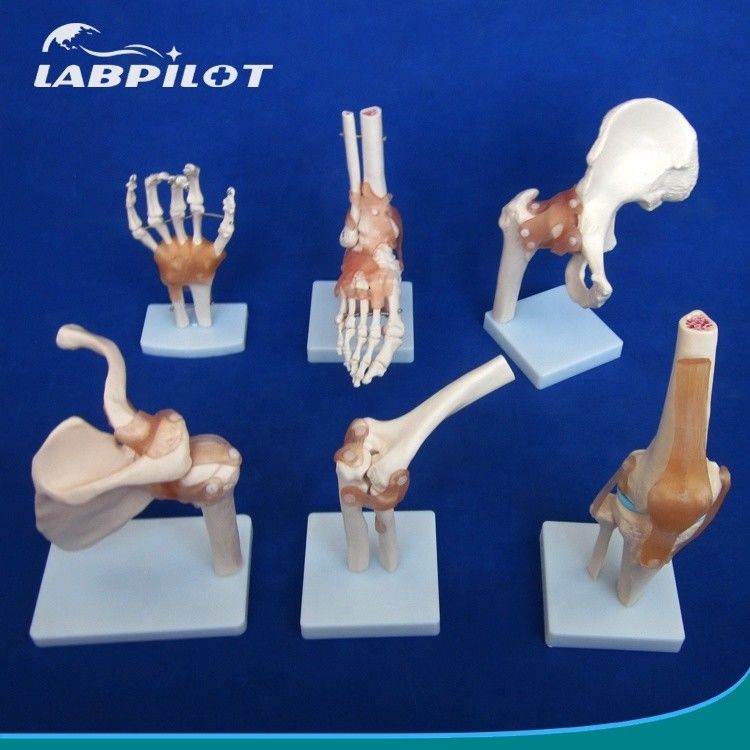 Modelos detalhados de ossos articulares humanos para educação Ombro Cotovelo Quebra-cabeça Joelho Mão e Foo