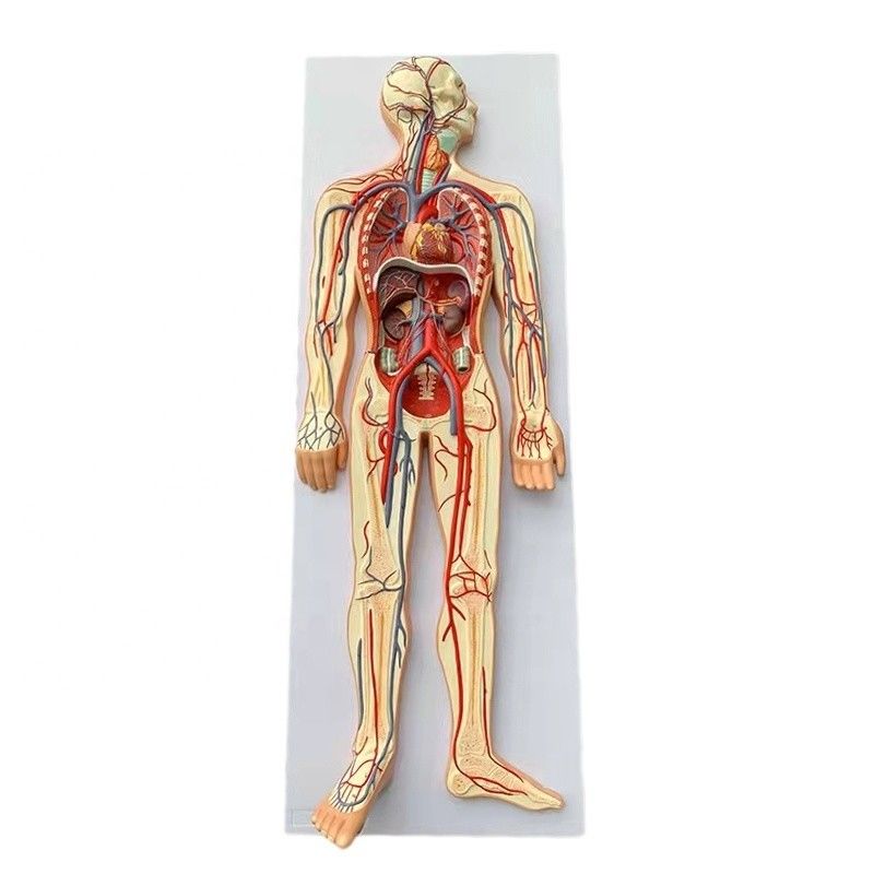 Tamanho da vida Modelo de demonstração de circulação médica do sistema circulatório sanguíneo humano