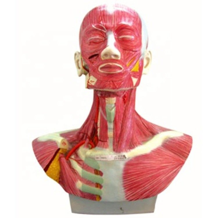 Tamanho da vida humana Cabeça Rosto Pescoço Anatomia e modelo de distribuição da artéria carótida externa