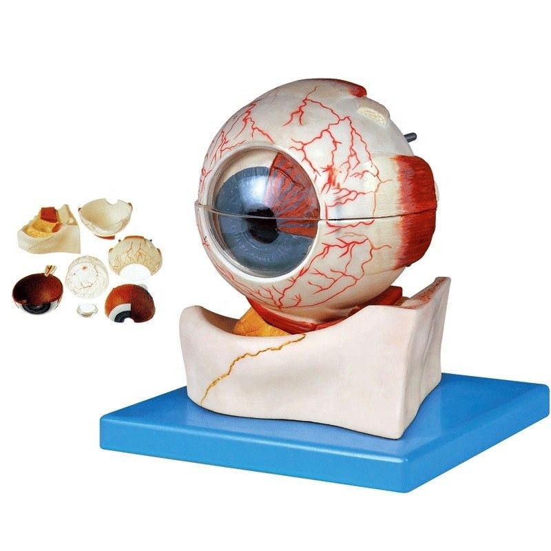 Tamanho da vida humana Deluxe Modelo de globo ocular anatômico de 7 partes para categorias oftalmológicas