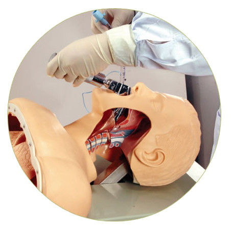 Prática de intubação da traqueia Tamanho da vida humana Modelo de treinamento de intubação oral e nasal