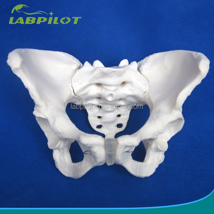 Modelo avançado de ossos da anca de PVC vivo para ensinar o modelo da pelve feminina dentro das clínicas