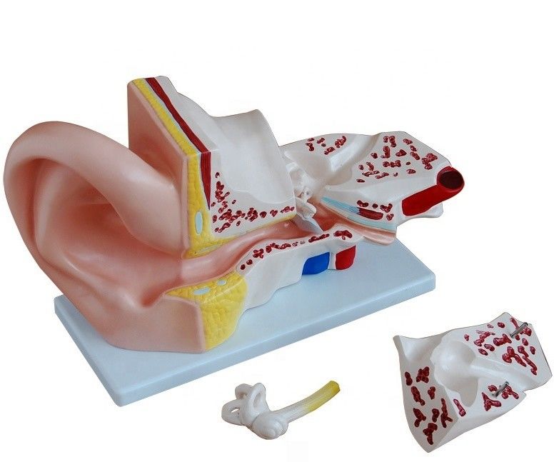 Ciência da Medicina 4 Peças Modelo de Orelha Anatômica Gigante para Ensino de Anatomia do Ouvido Interno