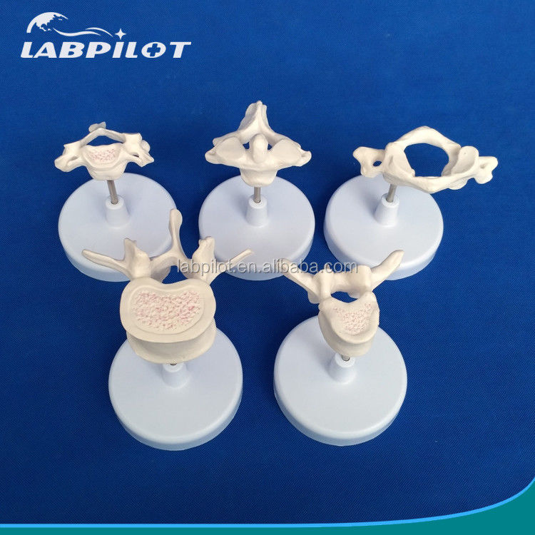 Modelos de Vertebra Viva para Ciência Médica Atlas Eixo Cervical Torácico e Lumbar