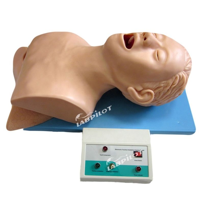 Treinamento de intubação endotraqueal manequim modelo de tamanho humano para airbag de ressuscitação