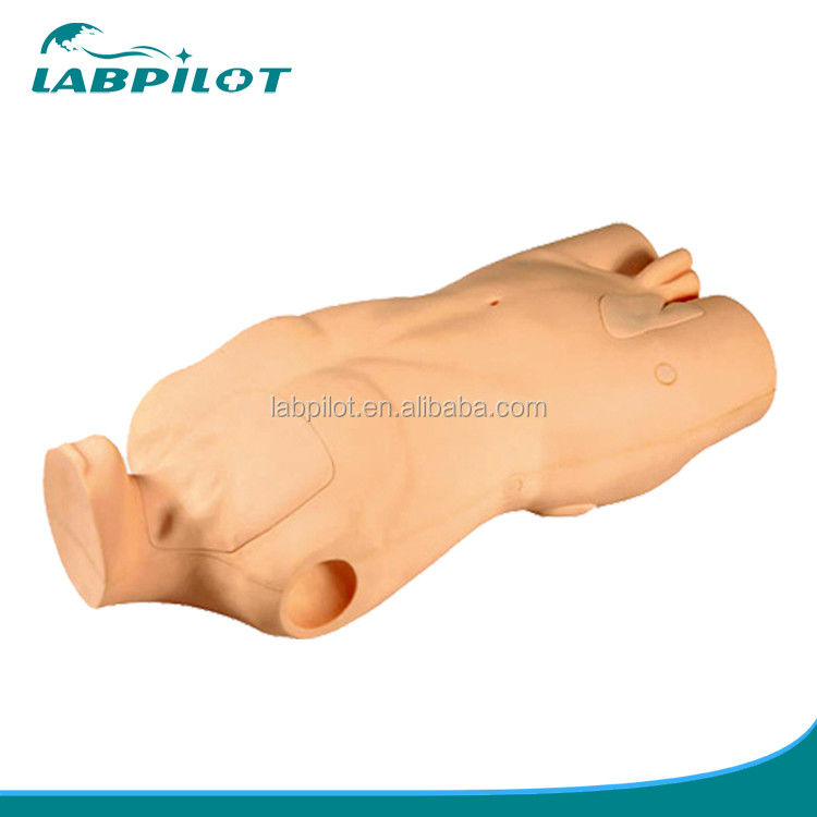 Modelo avançado de corpo de PVC para desenvolvimento de habilidades de injeção venosa central e perfuração