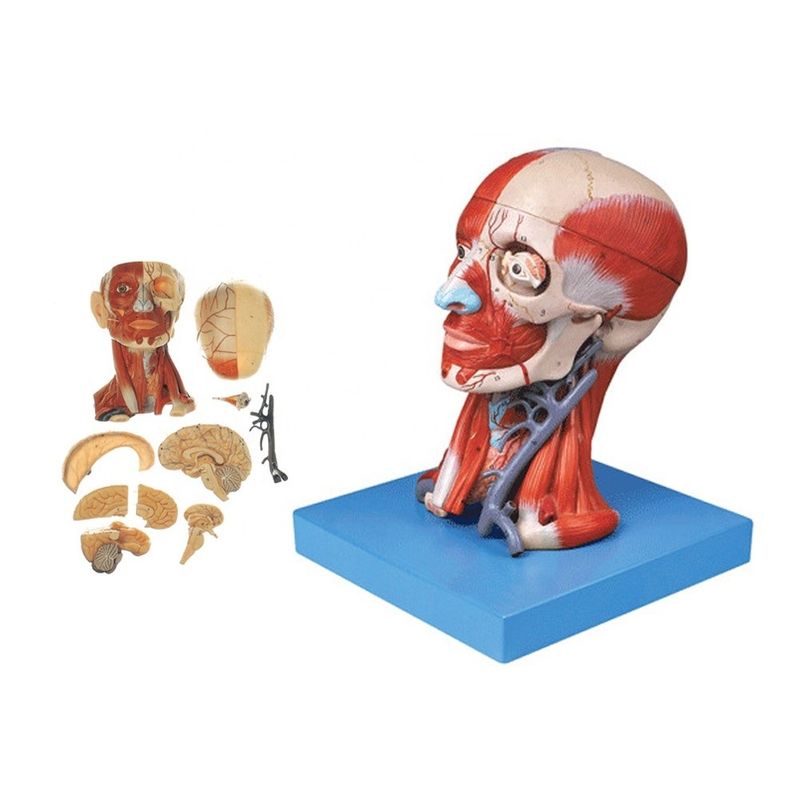 Demonstração de Anatomia Educacional Modelo de Cabeça Humana com Músculos Nervos Cerebro Tamanho da Vida