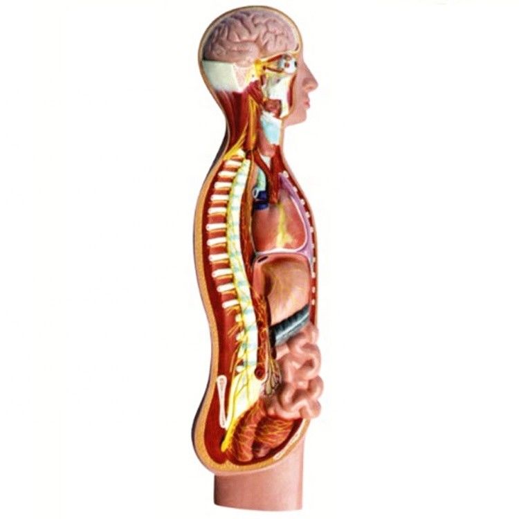 Modelo de anatomia do nervo parasimpático autônomo humano da medula espinhal Ajudantes didáticos avançados de PVC