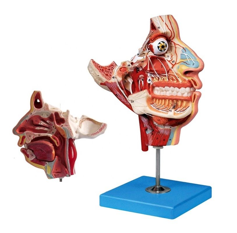 Modelo de Anatomia da Cabeça e do Rosto de Tamanho de Vida Humana para Demonstração de Cuidados com os Pacientes