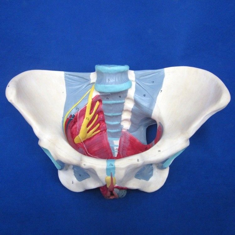 Modelo do sistema reprodutivo humano Pelvis avançada com músculos do assoalho pélvico e perineo