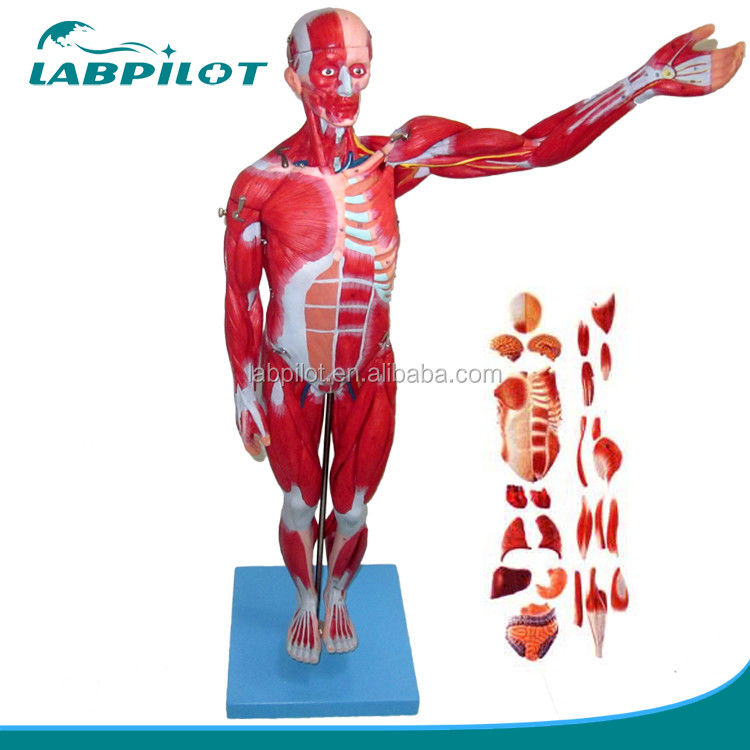 Modelo anatômico 27 partes músculos do corpo inteiro com órgãos internos 78cm Modelo de anatomia