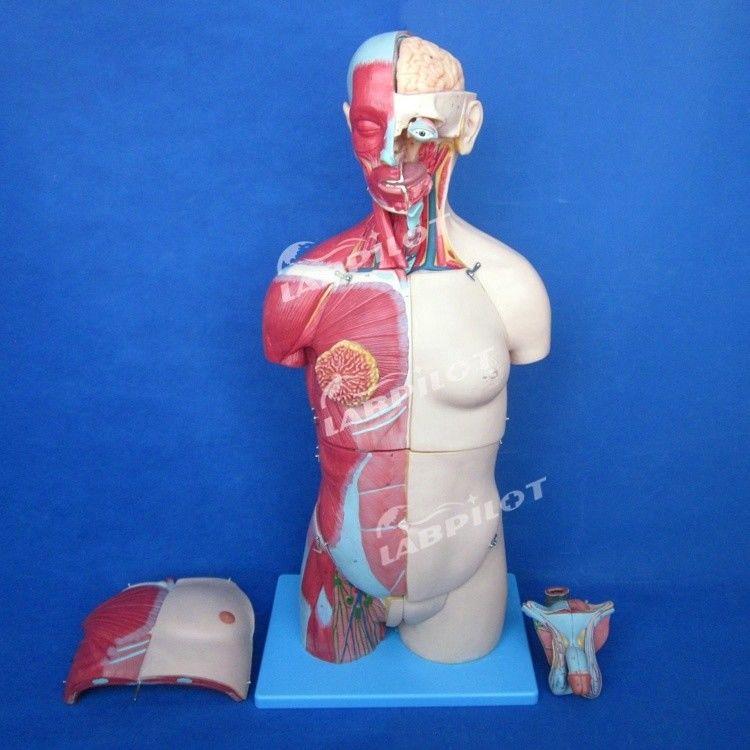 Vantagem de 333 posições numeradas Modelo de anatomia do corpo humano com músculos e órgãos
