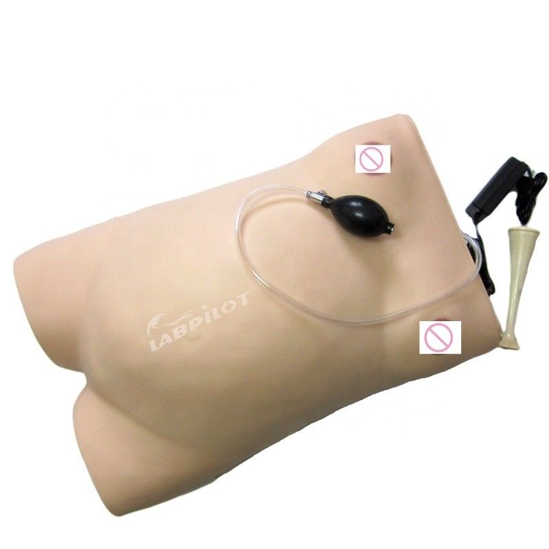 Tamanho de vida humana Gravidez Maniquim Auscultation Simulador de ensino para ciência médica