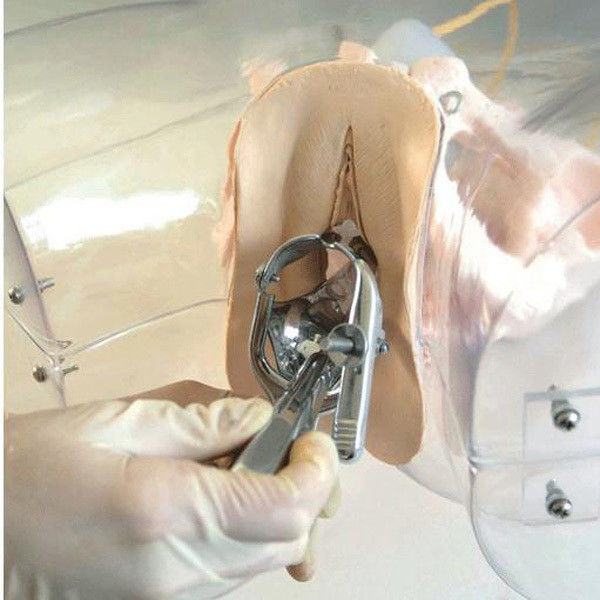 Modelo de Obstetrícia-Ginecologia Simulador de Curetagem Uterina Transparente para Escola de Enfermagem
