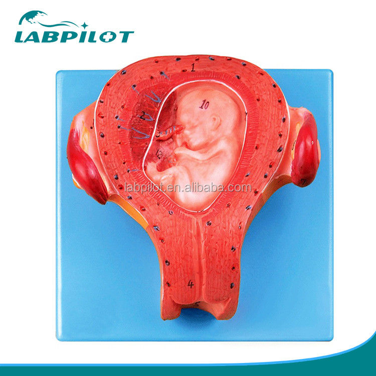 Produto de PVC avançado Modelo de embrião grávida Terceiro mês Útero com cordão umbilical