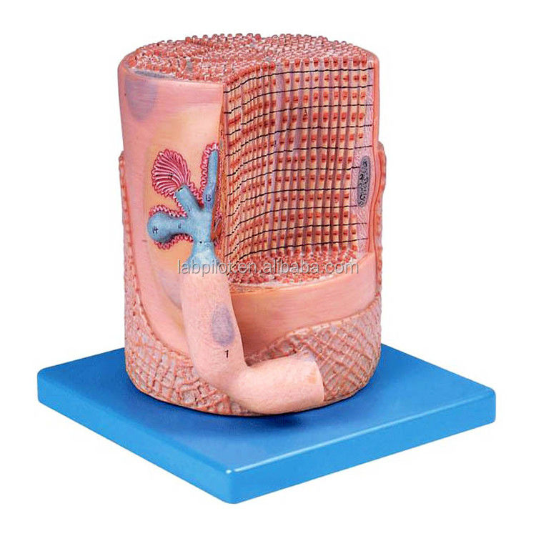 Ciência médica avançada de PVC Modelo anatômico Fibras musculares esqueléticas Núcleo da célula muscular Modelo 3D