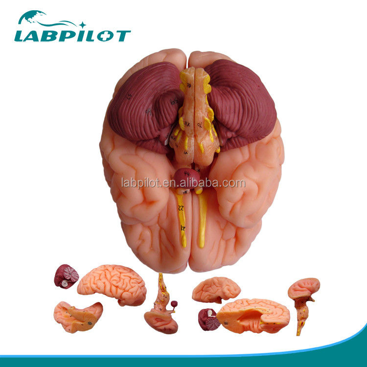 8 Peças de luxo Ensino humano Modelo de cérebro plástico para hospitais Anatomia do sistema nervoso