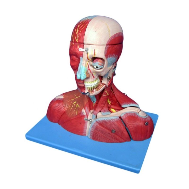 Estudo Médico Avançado PVC Cabeça Humana Músculos Nervos e Cérebro Modelo anatômico do tronco