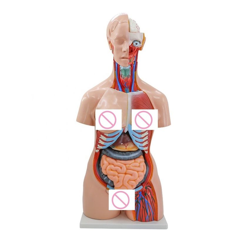 40 Partes Cérebro Coração Pulmão Estômago Rins Modelo para Ensino de Anatomia Médica em Hospitais