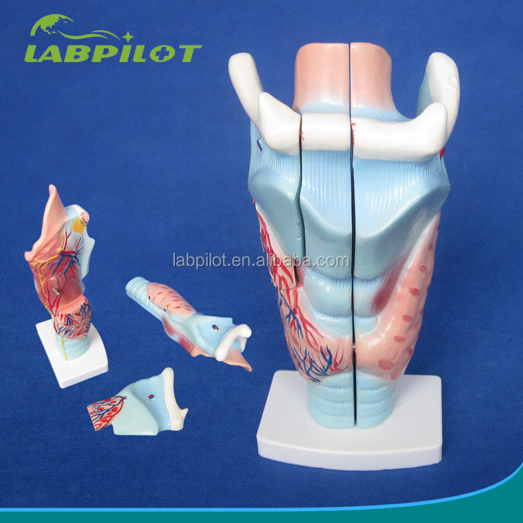 Modelo de laringe e glândula tireoide de 3 partes essencial para o estudo do sistema respiratório humano