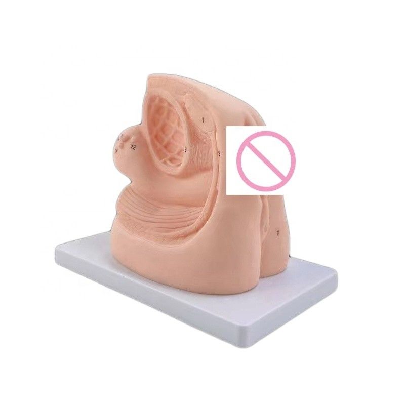 Combinação Enfermagem Fim de vida humana Tamanho do órgão genital feminino Modelo para ensino