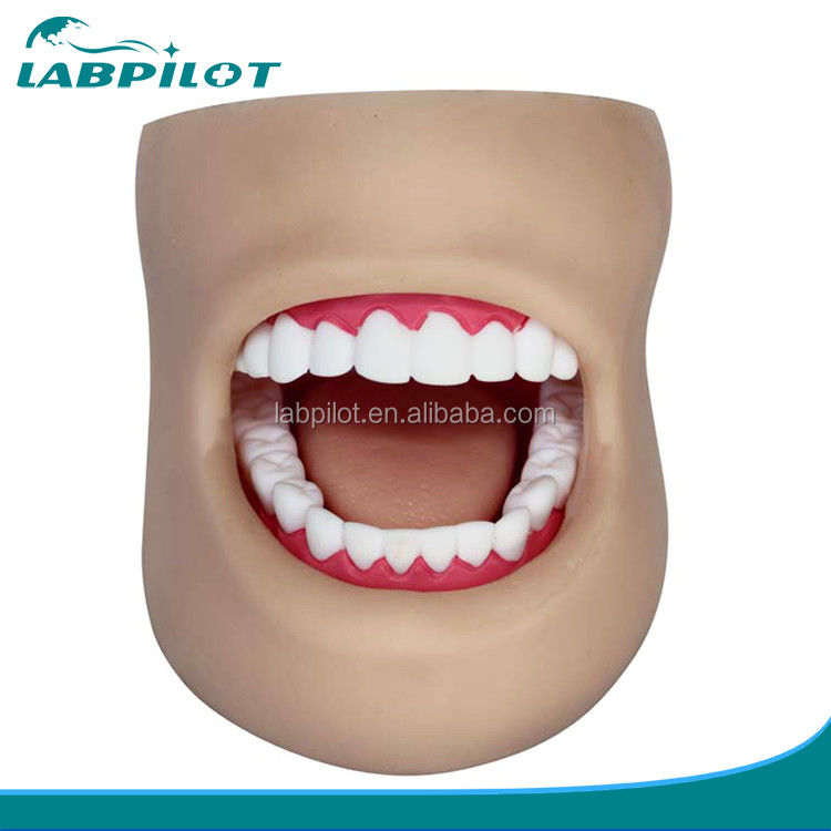 Modelo de cuidados dentários plásticos de tamanho humano com rosto e língua