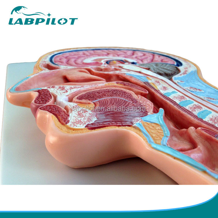 Categorias Modelo de anatomia do sistema nervoso Modelo de cabeça e cérebro de secção mediana para hospitais