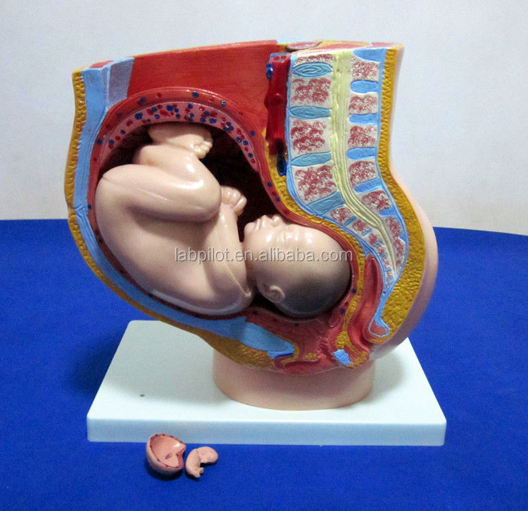 Modelo de Ciência Médica Pelve Feminina Feto Útero e Embrião na 40a Semana de Gravidez