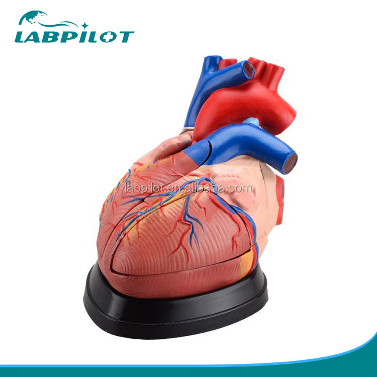 Modelo 3D de anatomia do coração humano para demonstração anatômica 3 vezes ampliado 5 partes