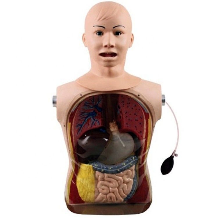 Innovador tubo nasal gástrico e traqueia habilidades de enfermagem manequim com características realistas
