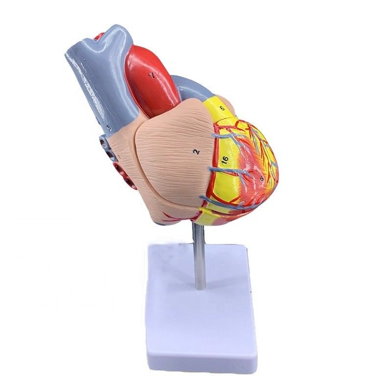 Tamanho da vida 2 peças anatomia médica peças do corpo humano modelo de coração para demonstração