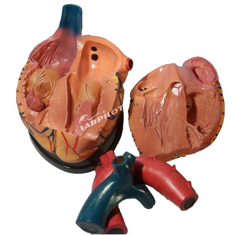 A melhor escolha dos hospitais é o modelo 3D de anatomia do coração humano para aprendizagem detalhada e precisa