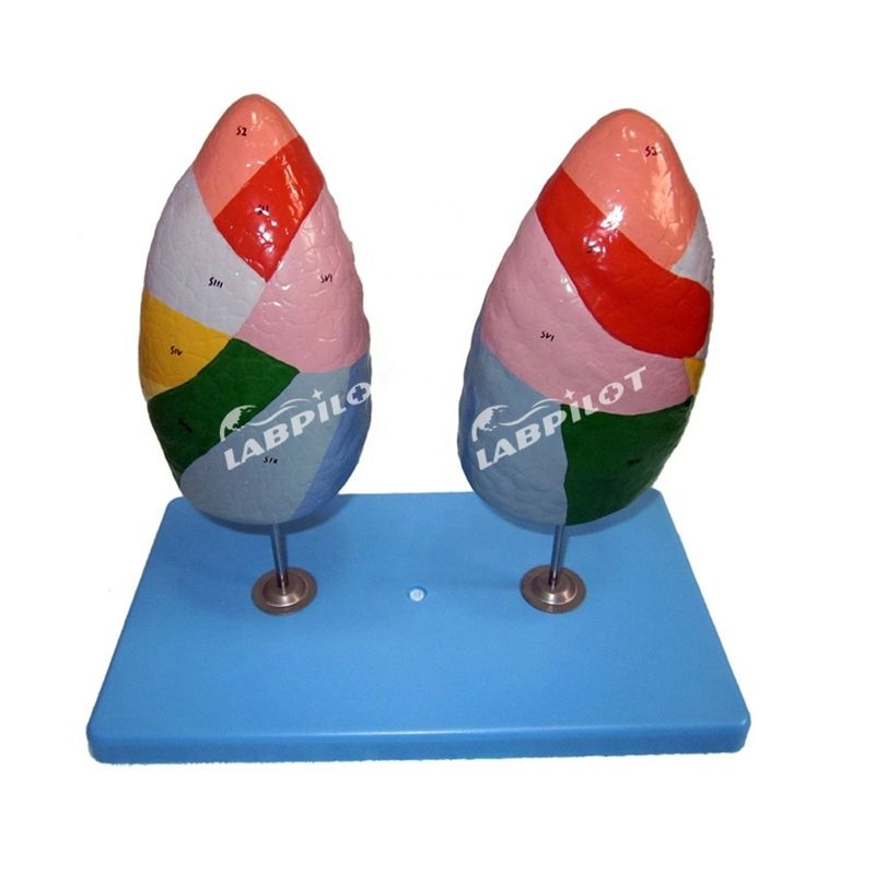 Segmentos broncopulmonares do pulmão Modelo de vida humana Tamanho para escolas e ensino médico