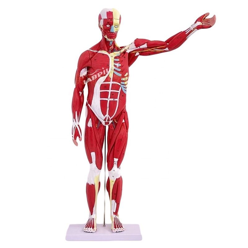 Artigo Modelo de anatomia do corpo humano que mostra órgãos internos e músculos Manikinho de tronco