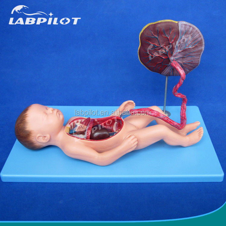 Ciência Médica Modelo de Circulação Fetal Pintado com Placenta do Coração e Cordão Umbilical