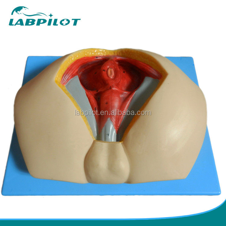 Modelo avançado de perineo de PVC para entender a anatomia perineal masculina