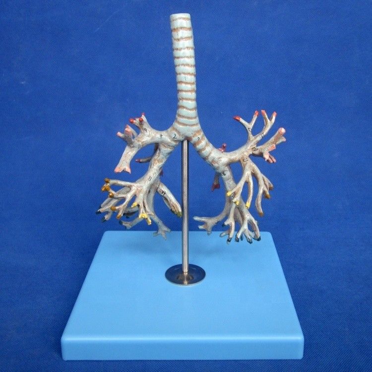 Modelo Médico de Bronquias Humanas Bronquias Avançadas de PVC da Traqueia Modelo em tamanho natural