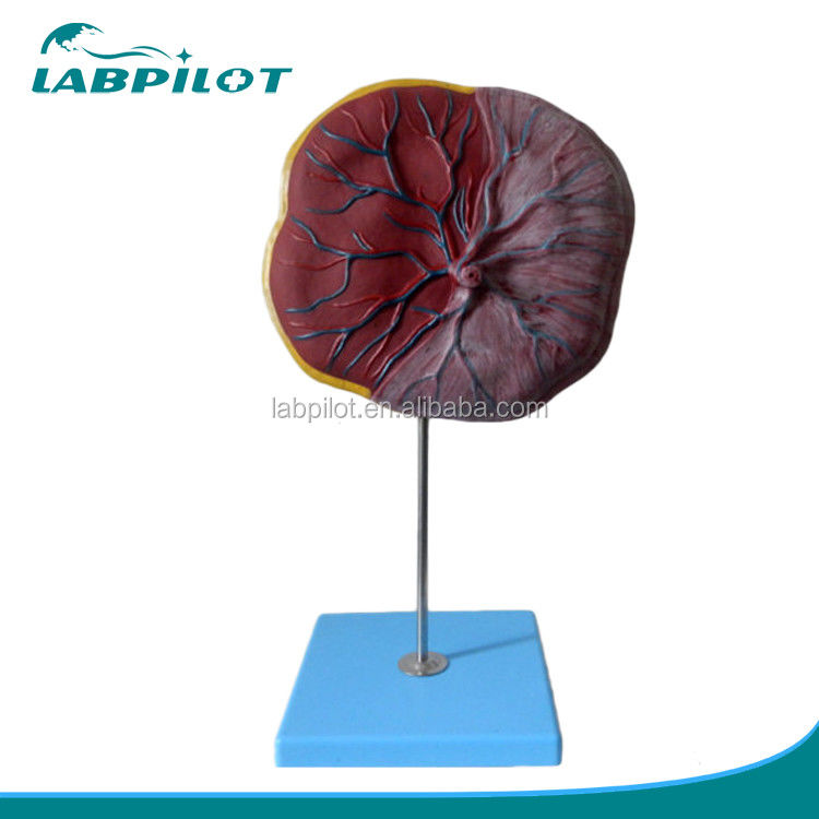 Ciências Médicas Modelo 3D de Placenta e Cordão Umbilical Humano com Anatomia detalhada