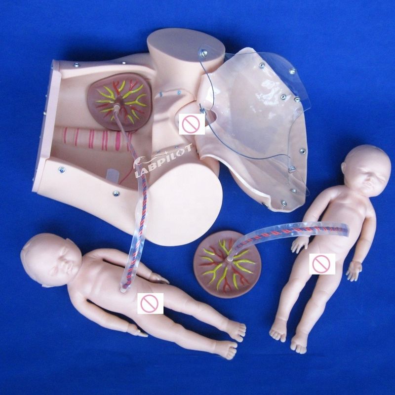 Tamanho de vida humana boneca grávida bebê simulador de parto para ciência médica modelo