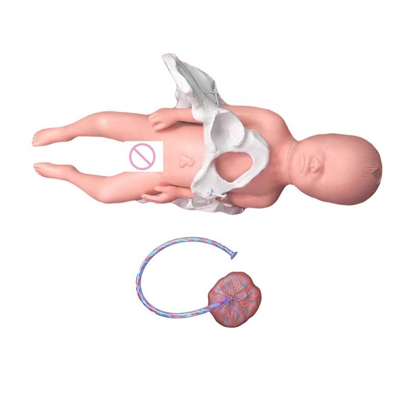 Ensino Médico Manikin Modelo Subjecto Ciência Médica com Cordão Umbilical e Placenta
